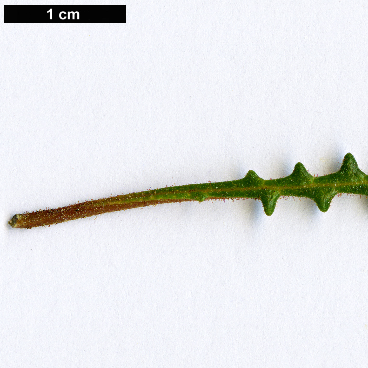 High resolution image: Family: Proteaceae - Genus: Dryandra - Taxon: obtusa